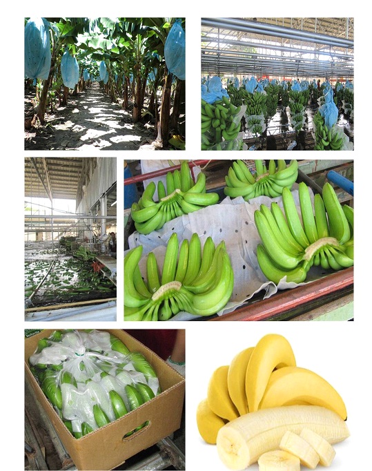 [ID] Banana Cavendish